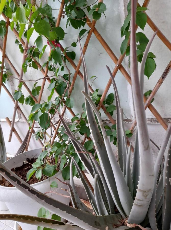 Rena'S Traditional Aegean House By The Sea Peraia  Ngoại thất bức ảnh